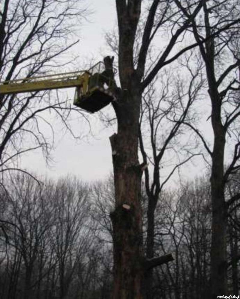 Cięcie drzew wymaga pozwoleń / Straż Miejska w Rybniku