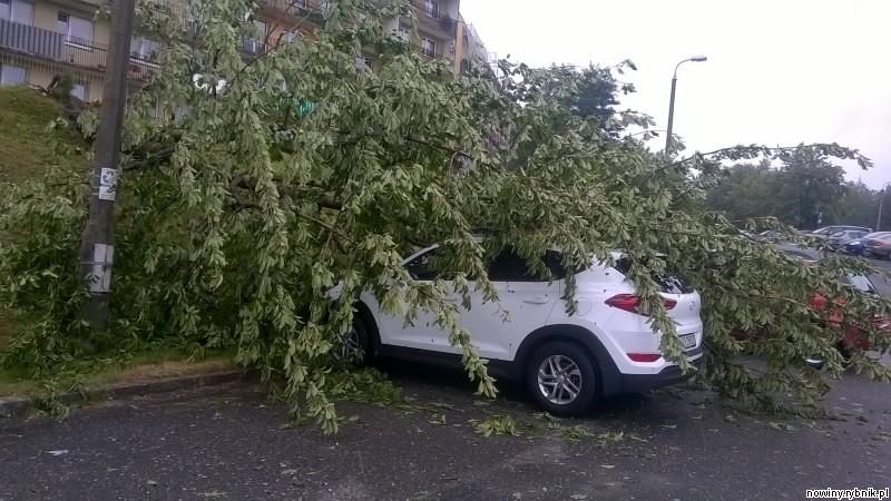 Drzewo przewróciło się na samochód / Adrian Karpeta