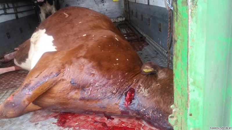 Krowa z podciętym gardłem, wokół pełno krwi. Kierowca tłumaczył, że chciał ulżyć jej w cierpieniu! / ITD Katowice
