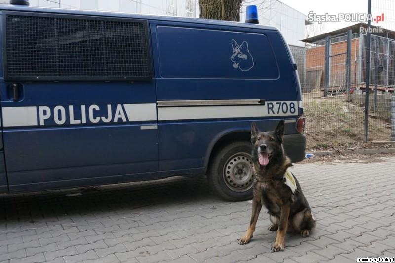 Starszy aspirant Marcin Gawron wraz z psem tropiącym Bardem. / Policja Rybnik