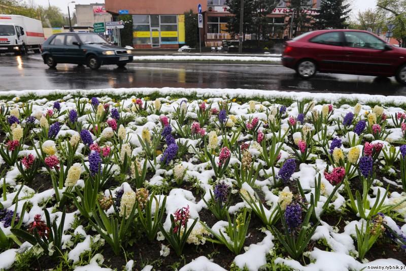 Wiosenne kwiaty pod śniegiem / Dominik Gajda