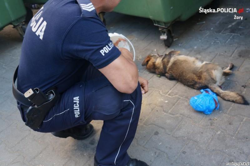 Policja z Żor szuka zwyrodnialca, który zabił psa / Policja Żory