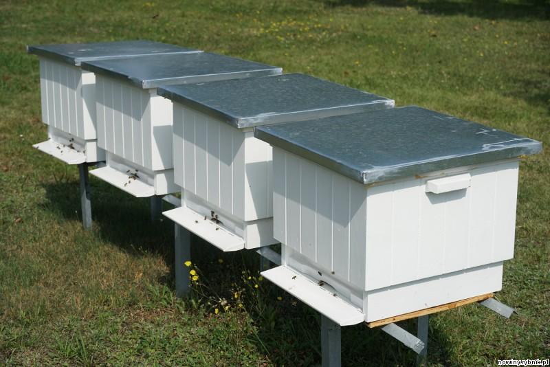 Pszczoły powoli zagospodarowują nowe domy / UM Żory