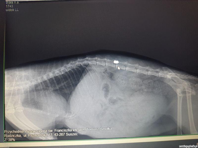 Dopiero zdjęcie rentgenowskie wykazało, że kotka została postrzelona