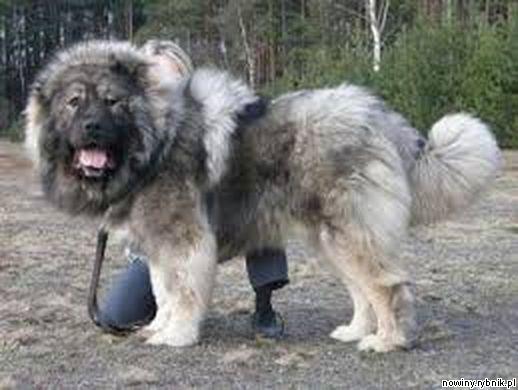 Gdzie przebywa ten piękny pies rasy owczarek kaukaski, skradziony z prywatnej posesji? / Policja Jastrzębie